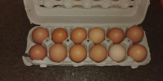 A dozen Farm Fresh Eggs